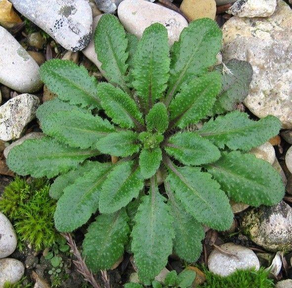 Acker-Schmalwand in voller Blüte an einem sonnigen Standort