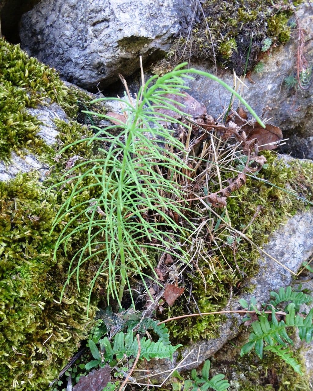 Prêle des prés affichant des tiges minces et caractéristiquement ramifiées en environnement humide
