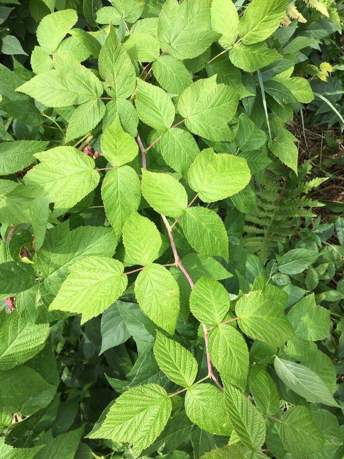 Apios americana en fleur, grimpant sur une pergola en bois, avec des fleurs violettes et un feuillage vert