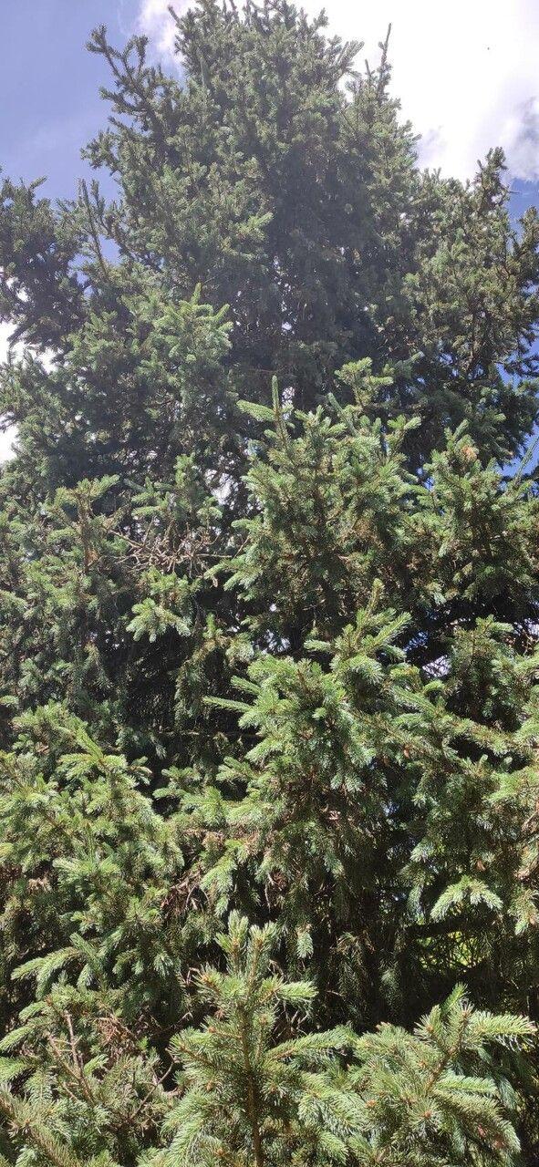 Morinda spruce with drooping branches and silvery-blue needles in a woodland garden