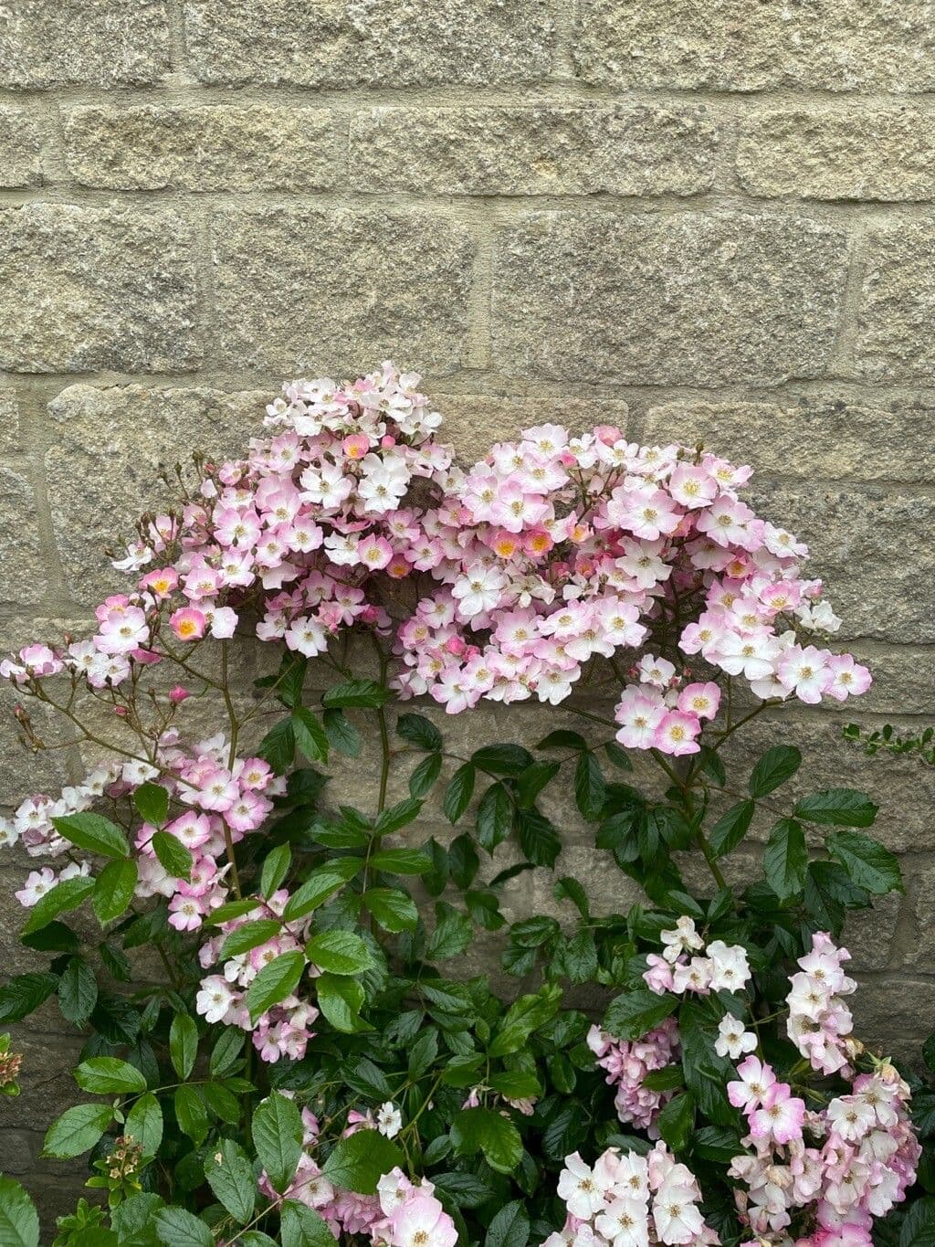 Prairieros met roze bloemen en groene bladeren