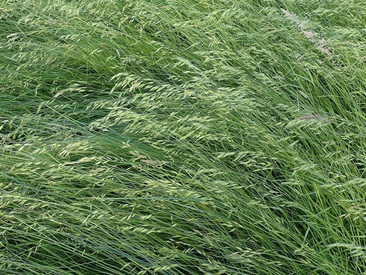 Hairy Chess (Bromus commutatus) grass species with slender foliage and panicles
