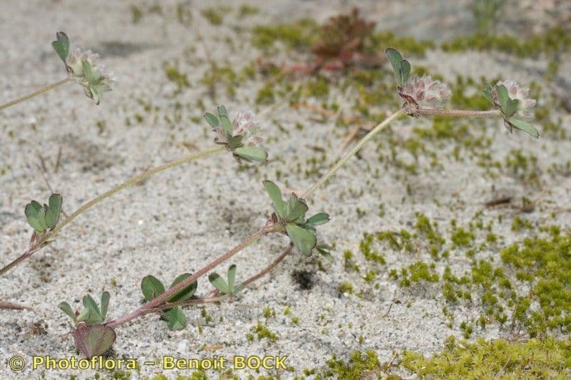 Trifolium saxatile rock clover with white-purple flowers on rocky alpine ground