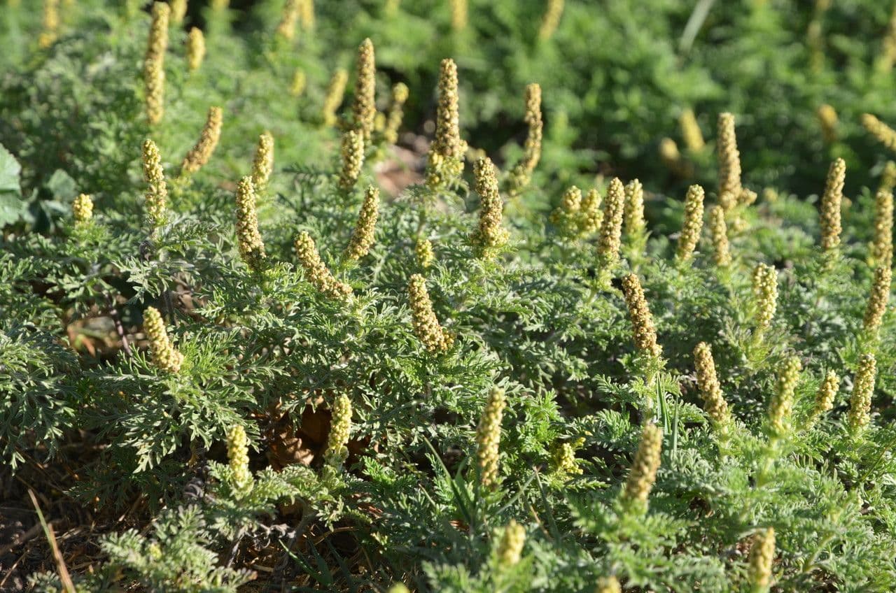 Smalbladdige Alsem bladeren en bloemen