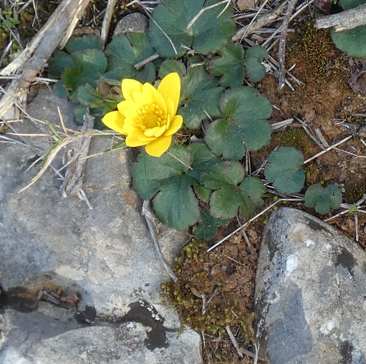 Anemone palmata with yellow flowers