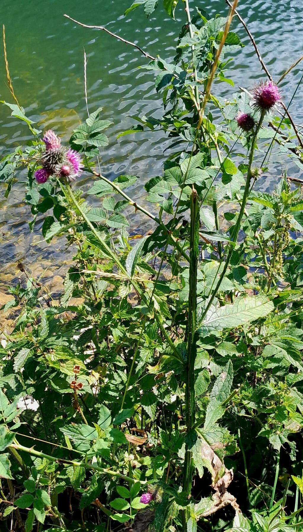 Paarse bloemen van Carduus personata op stengel met stekels