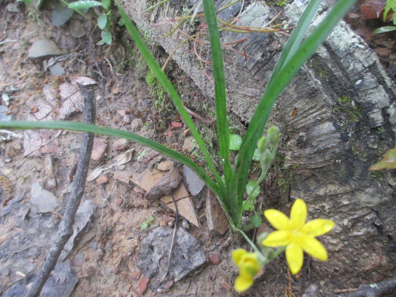 Hypoxis hirsuta met gele sterbloemen in een weide