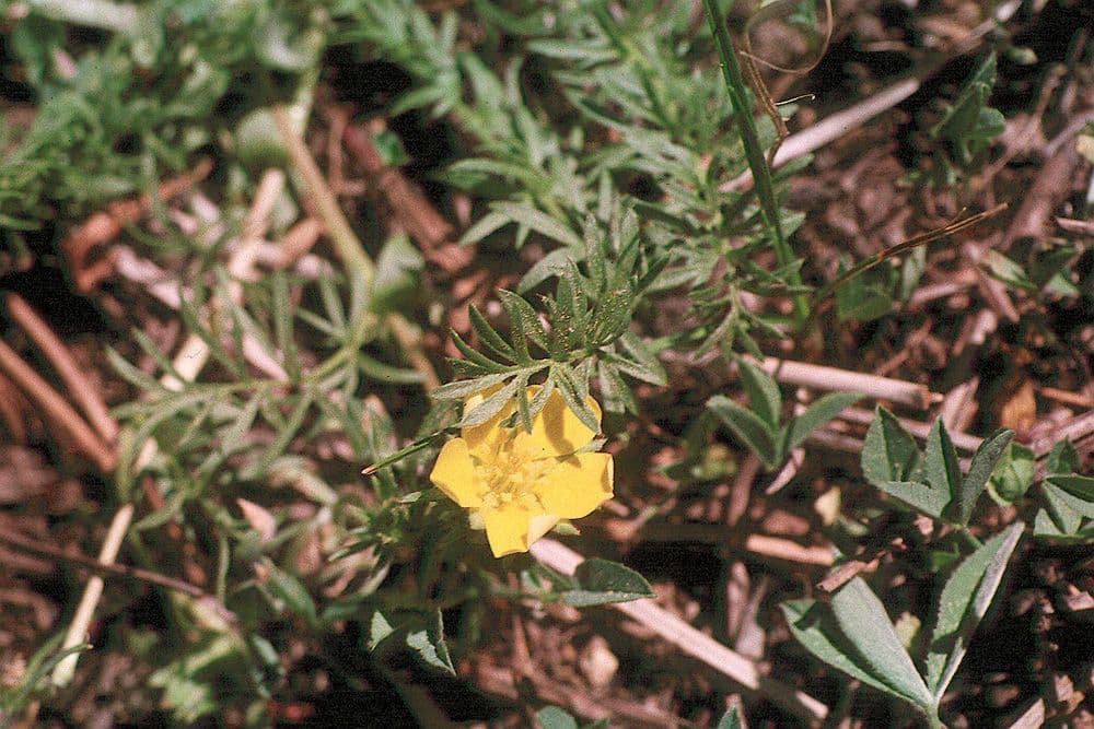 Cutleaf cinquefoil with finely divided leaves and yellow flowers