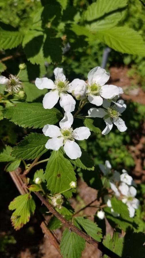 Rotationsblattbrombeere mit weissen Bluten und reifen schwarzen Beeren