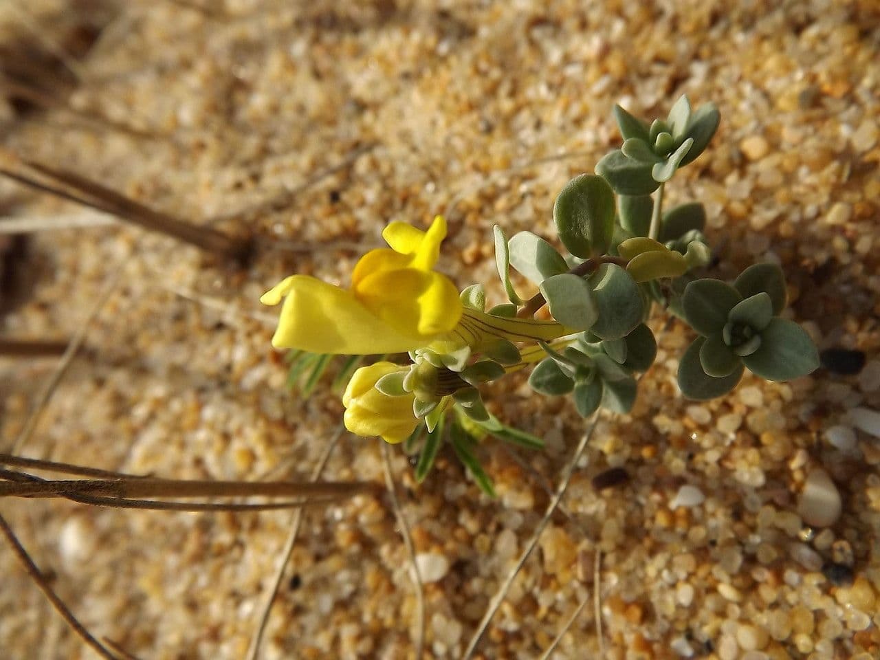 Linaria thymifolia avec de petites fleurs bilabiees jaunes sur sol sableux cotier