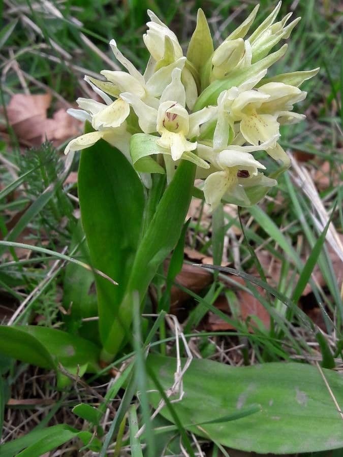 Purple and yellow flowers of Dactylorhiza sambucina in full bloom
