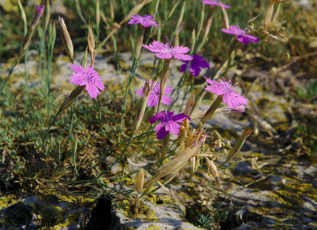 Blühende Heide-Nelke in einem sonnigen Beet mit dunkelgrünen Blättern und rosa-weißen Blüten