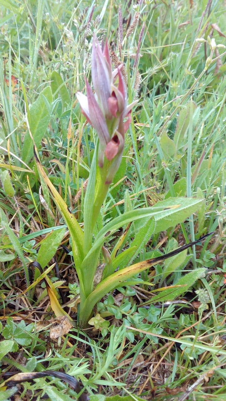Small-flowered serapias with delicate purple tongue-like blooms