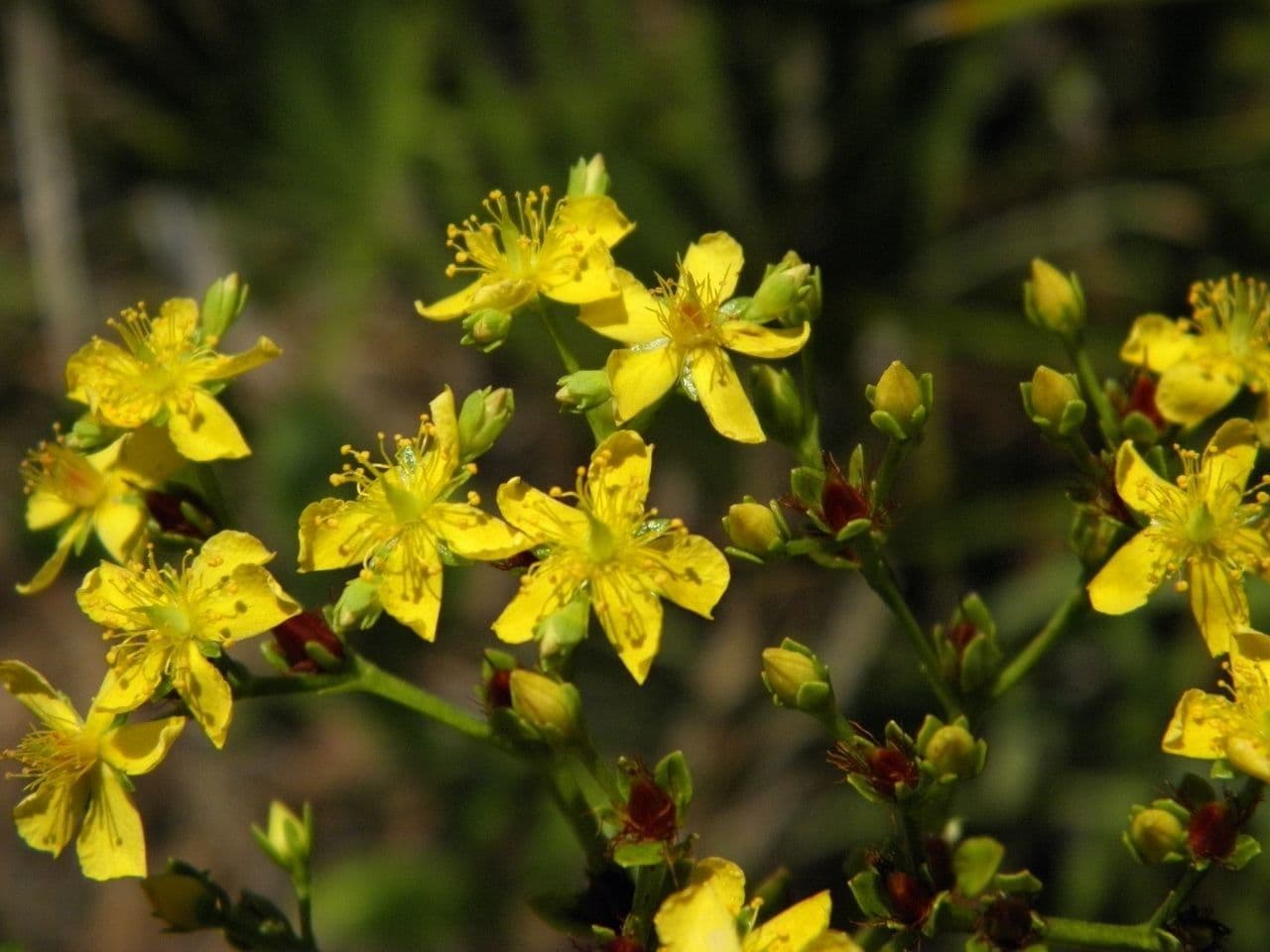 Hypericum cistifolium mit gelben Bluten in voller Sommerblute