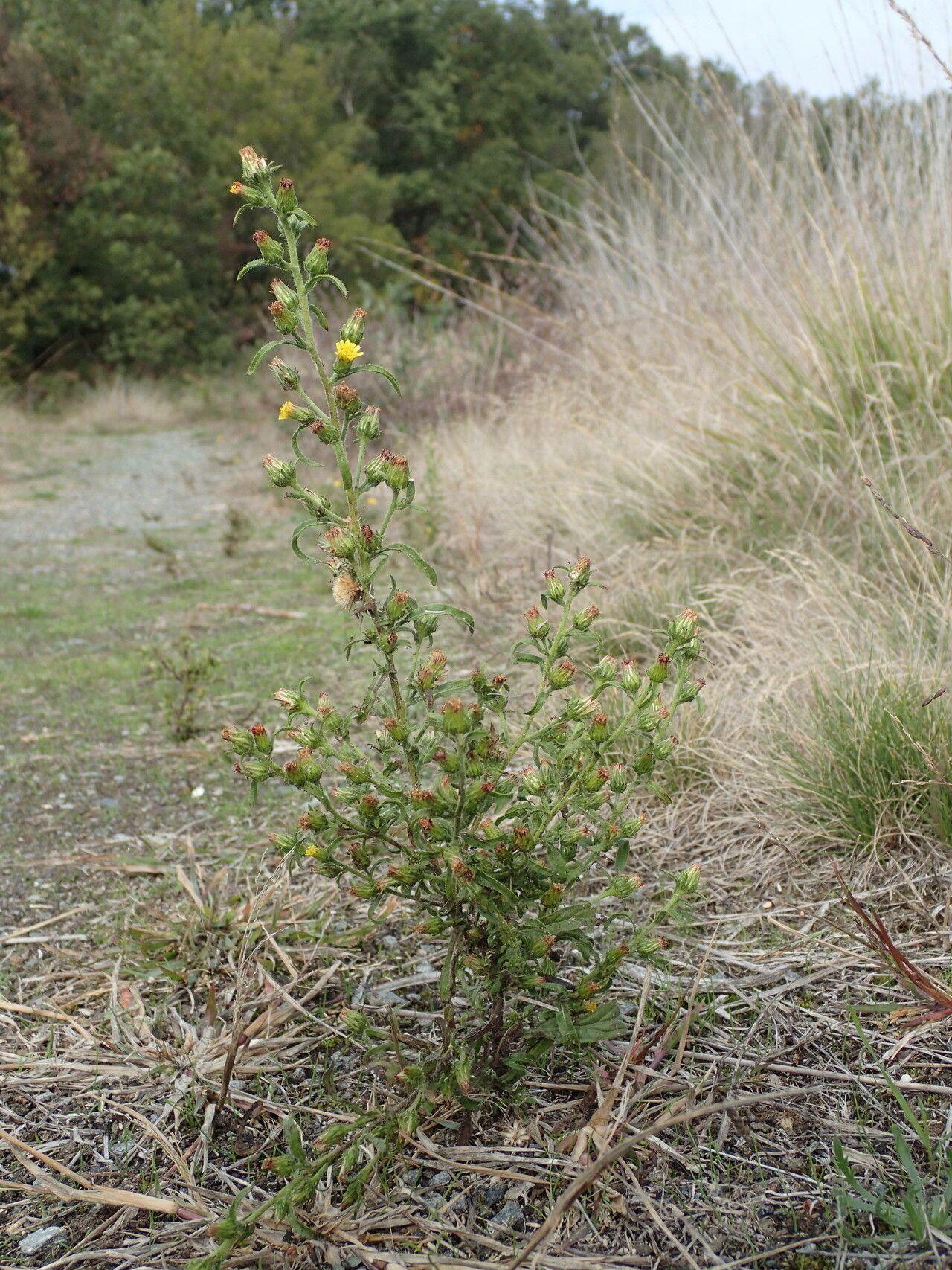 Yellow flowers of camphor inula in full bloom in a dry, sunny spot among stones