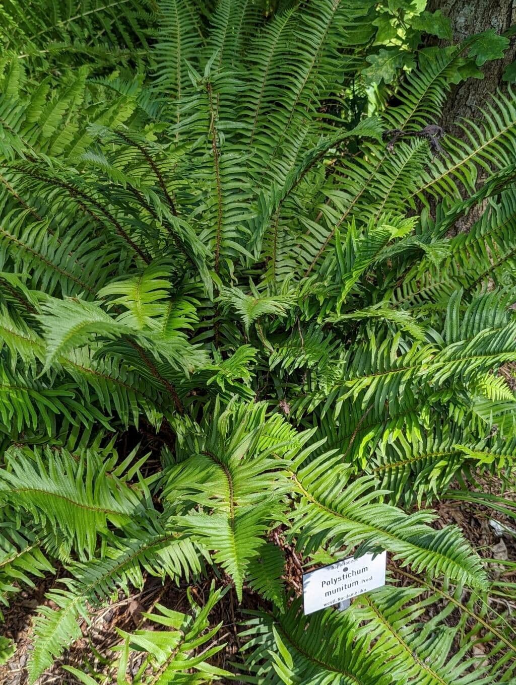 Groene vederige fronden van de Zwaardvaren (Polystichum munitum)