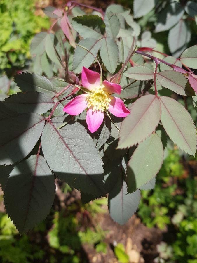 Bereifte Rose mit blaugrünen, purpurn überhauchten Blättern und kleinen rosa Blüten in einer naturnahen Gartenumgebung