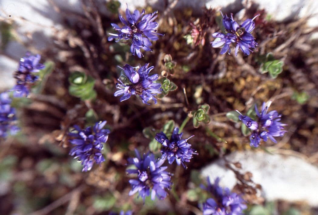 Veronica nummularia met blauwe bloemen op rotsachtige ondergrond in de Pyreneeen