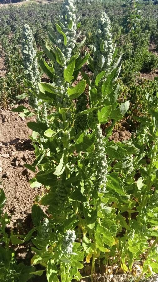 Chenopodium quinoa - quinoa plant