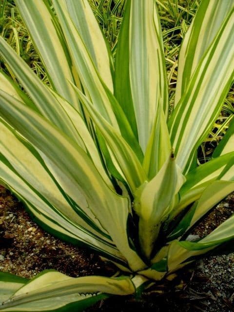 Grosse gruenaloe Pflanze mit langen ausgebreiteten Blaettern