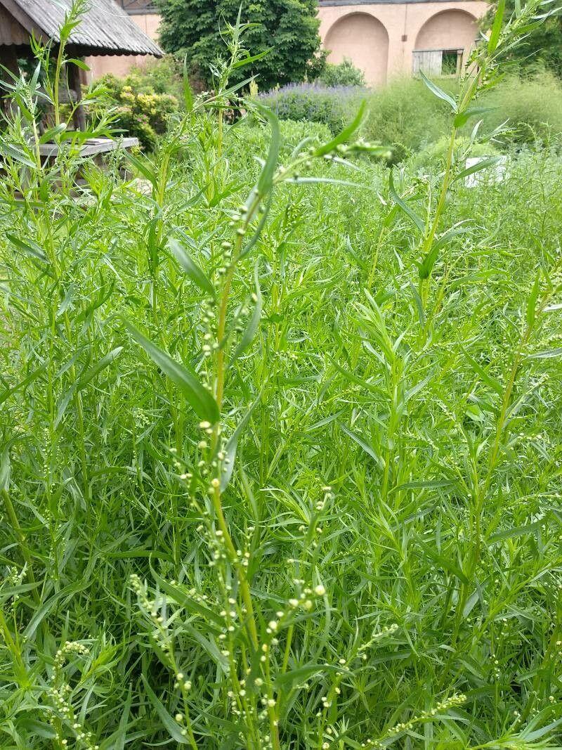 Estragon-Pflanze in voller Blüte auf einem sonnigen Beet, mit silbrig-grauen, feinblättrigen Trieben