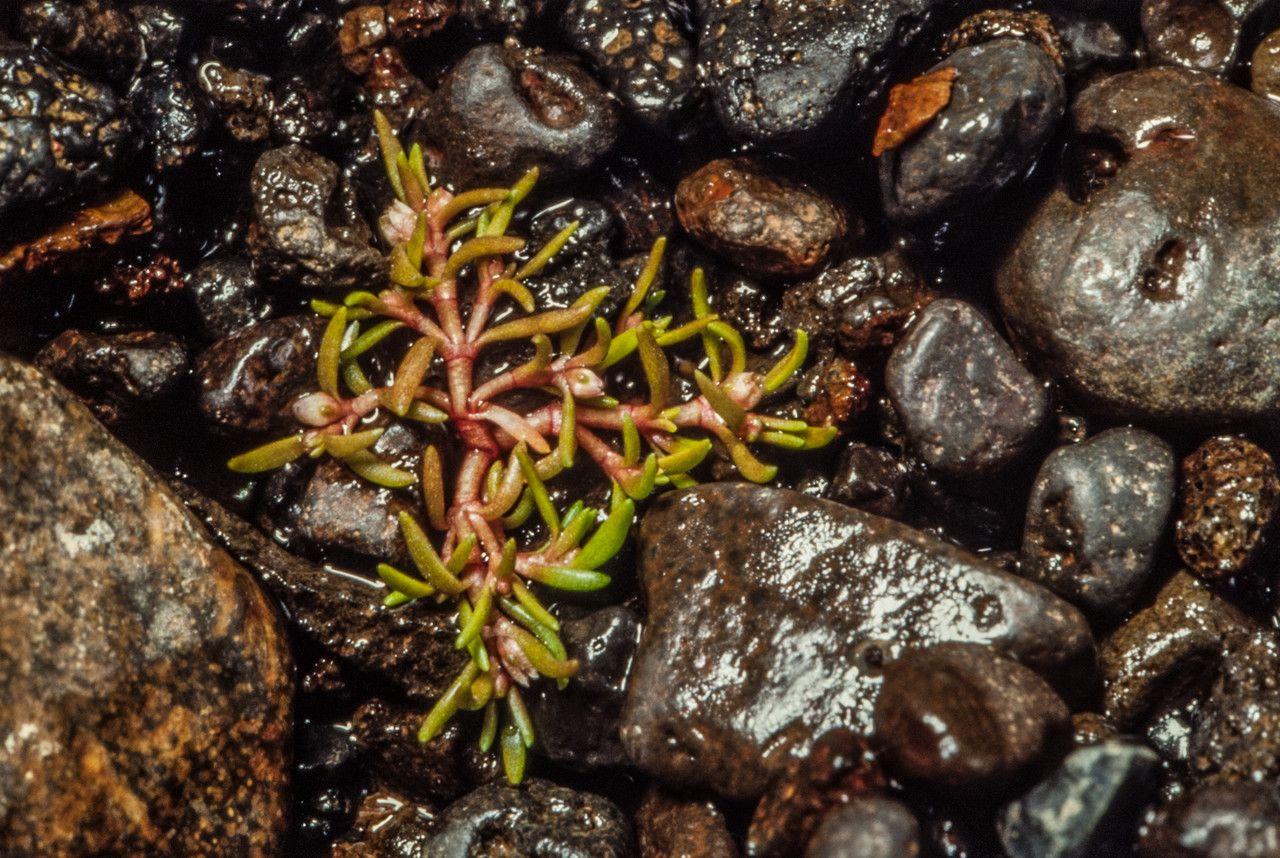 Crassula aquatica in ruhigem, flachem Wasser mit dichten, hellgrünen Stängeln und kleinen weißen Blüten
