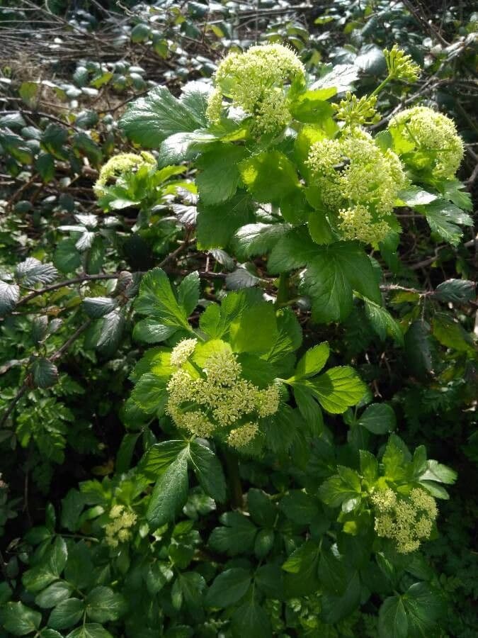 Black-lovage plant with yellow flowers