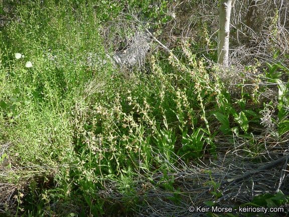 Epipactis gigantea orchid in bloom along streamside