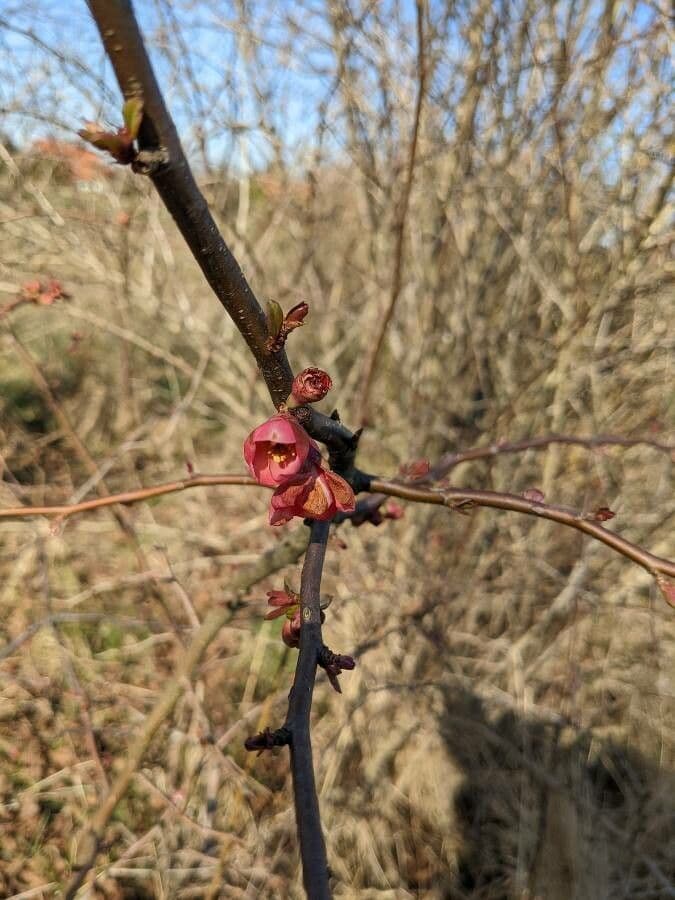 Purpur-Zierapfel in voller Bluetenpracht mit tiefrosa-violetten Bluetendolden im Fruehjahr