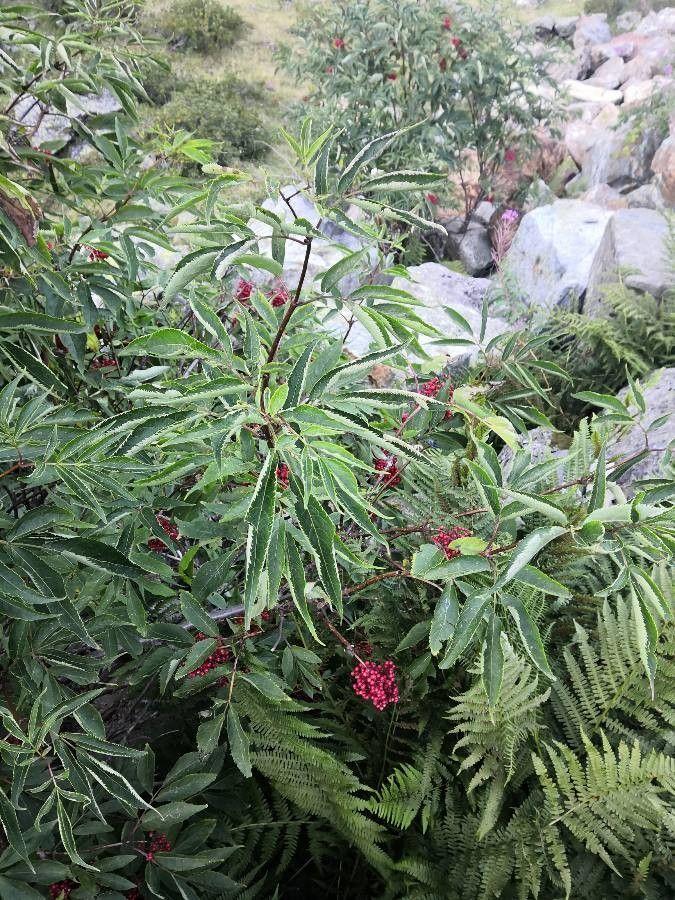 Sureau de montagne (Sambucus racemosa) en fleurs, mai, bord de bois humide