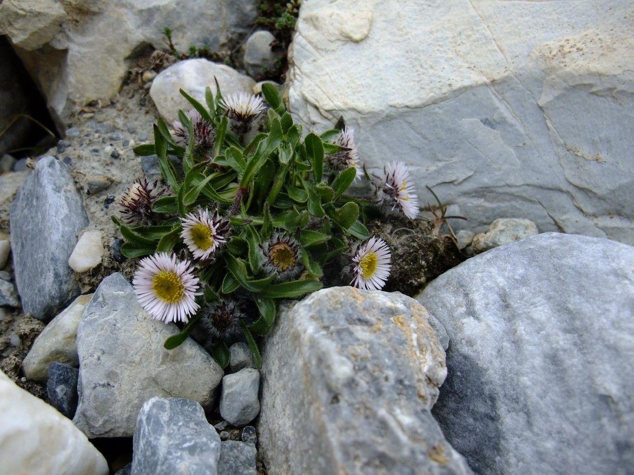 Vergerette à une fleur avec fleurs blanches et pourpres dans un jardin de gravier