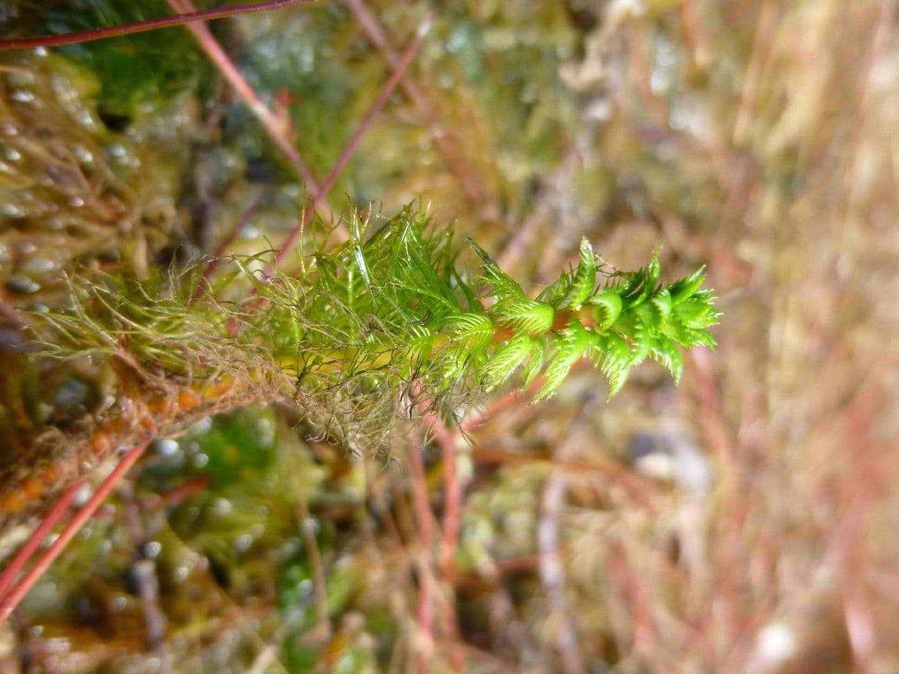 Myriophylle hétérophylle avec un feuillage vert plumeux fin dans l'eau