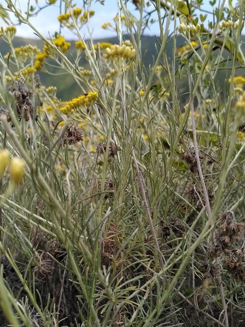 Curry plant flowers