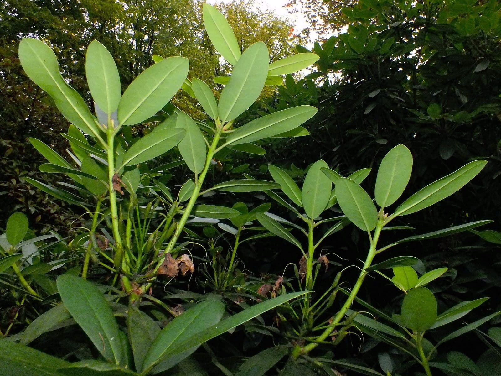 Paarse bloemen van Rhododendron macrophyllum met grote groene bladeren