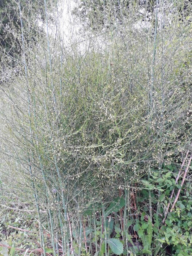 Frische grüne Spargelstangen im späten Frühling, hervorbrechend aus einem gut vorbereiteten Beet