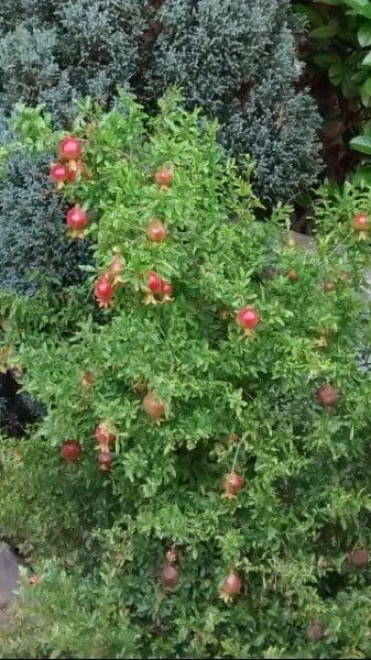 Punica granatum granaatappel rode bloemen en vruchten