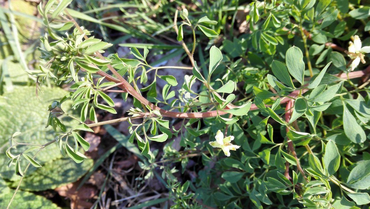 Climbing corydalis in full bloom climbing a wooden trellis, surrounded by ferns and hostas