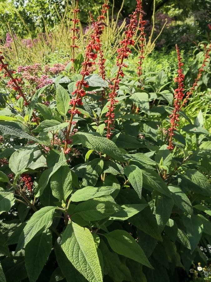 Salvia confertiflora showing dense reddish-brown flowers