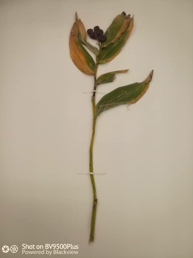 Maianthemum stellatum met sterren-achtige witte bloemen in het bos