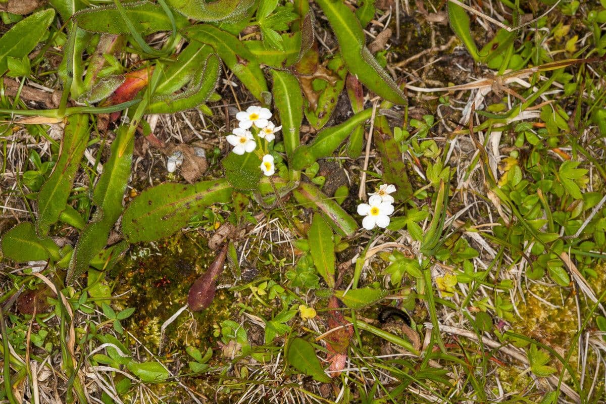 Androsace obtusifolia with delicate white flowers
