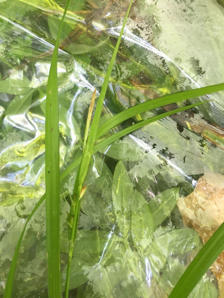 Carex hitchcockiana mit feinem Haarlaub