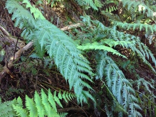 Kettenfarn Woodwardia radicans mit charakteristischer kettenartiger Wedelsturktur