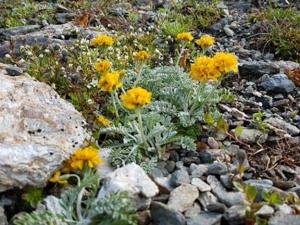 Jacobaea incana with yellow flowers and silvery-grey foliage on rocky ground