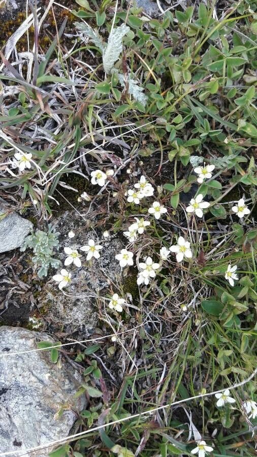 Fruhlings-Miere mit winzigen weissen Bluten in alpiner Steingarten-Landschaft