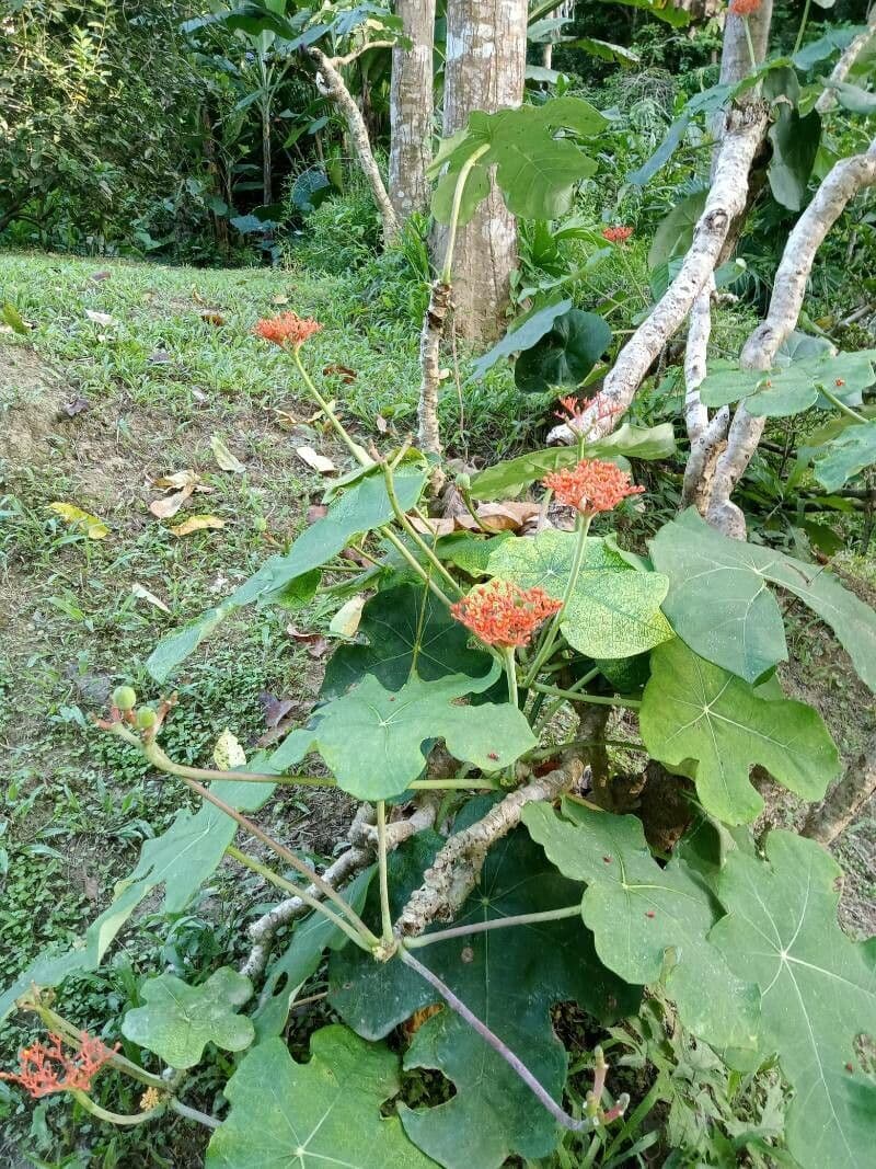Jatropha podagrica showing characteristic bottle-shaped swollen trunk