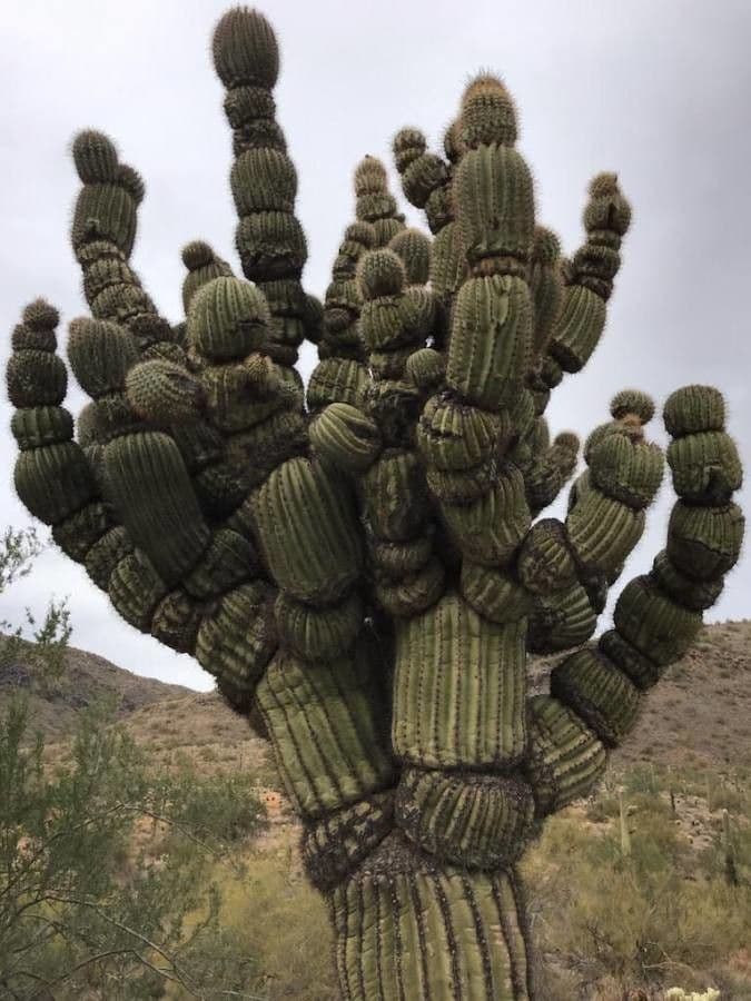 Carnegiea gigantea saguarokaktus in woestijnlandschap
