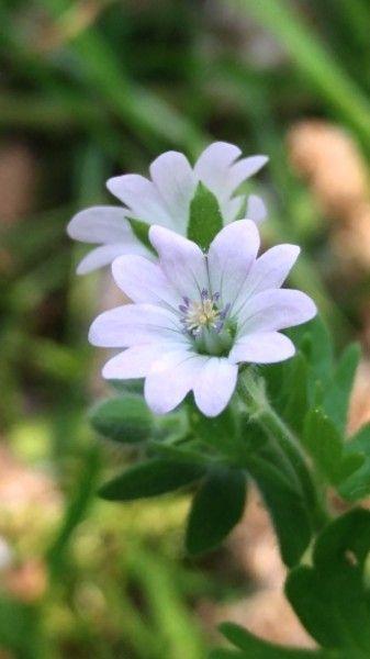Zachte ooievaarsbek in volle bloei op een licht beschaduwde plek in de tuin