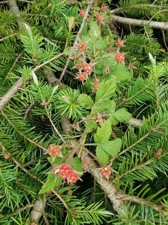 Rubus parvifolius rote Fruchte mit feinem Laub