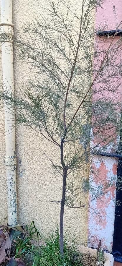 Casuarina cunninghamiana affichant ses brindilles fines caracteristiques