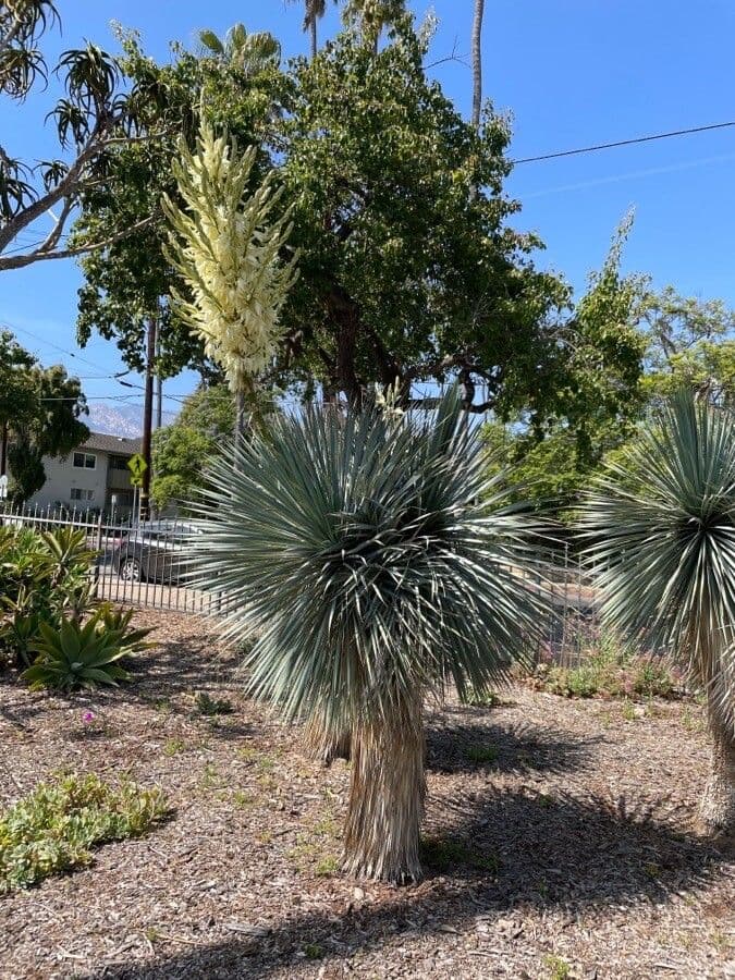 Arbre Yucca rostrata avec des feuilles bleues